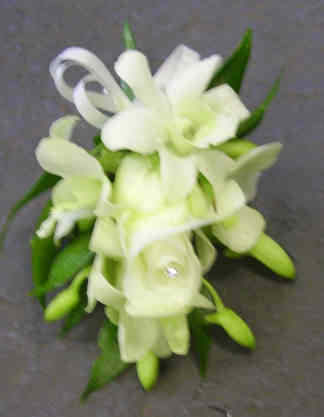 Eileen Jenkins Cream Orchid Corsage